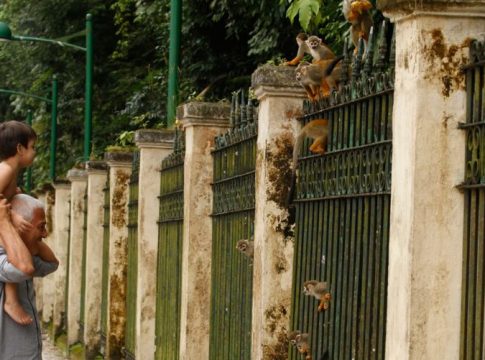 Macacos do Bosque sobreviveram por não gostarem de humanos