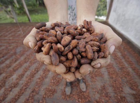 O cacau é um dos frutos mais famosos em todo o mundo. Foto: Divulgação