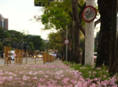 Na Semana da Árvore, FIEPA e sindicatos doam 1.500 mudas de ipê e outras espécies para arborizar Belém. Foto: Wagner Almeida / Diário do Pará.