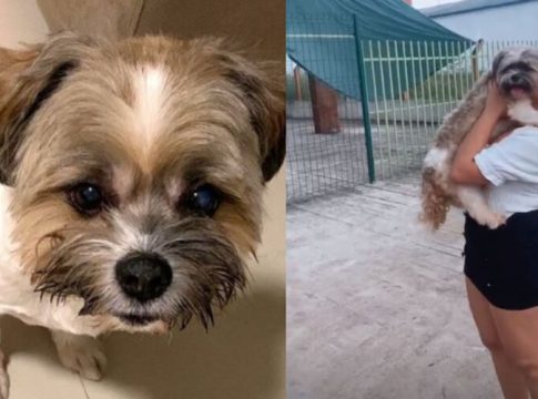 Pet que estava desparecido é vendido, mas devolvido à dona