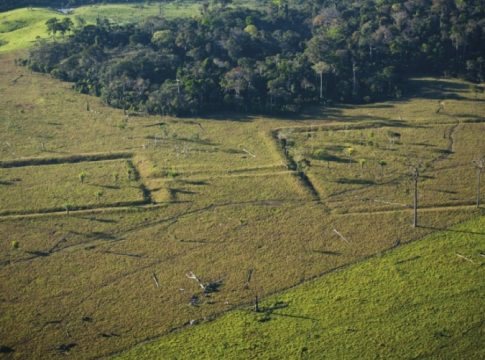 Ação humana moldou a Floresta Amazônica que existe hoje