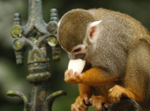 Causa da morte de macaquinhos ainda é mistério para peritos