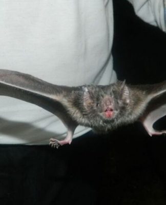 Itaituba registra 18 ataques de morcegos em área de garimpo