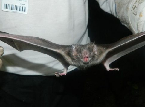 Itaituba registra 18 ataques de morcegos em área de garimpo