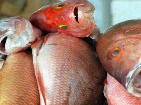 Municípios do Marajó emitem alerta para casos de urina preta