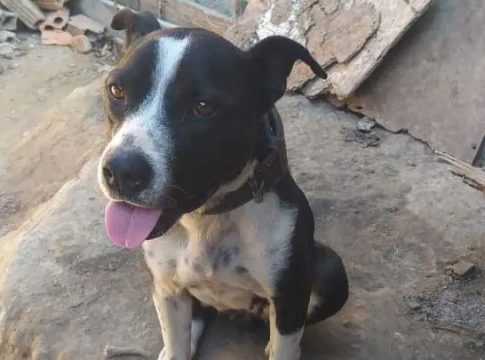 Denúncia de maus-tratos à cadela acaba com traficante preso