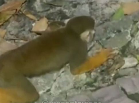 Macacos do Bosque: laudo pericial confirma toxoplasmose