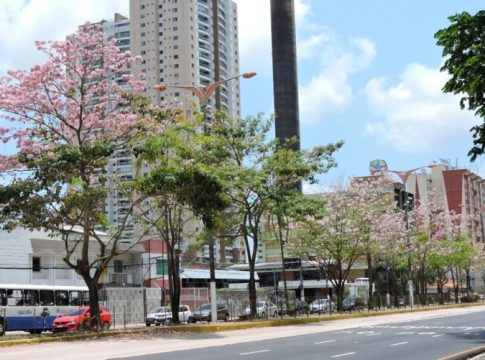 Fotos: Ipês florescem e colorem parques e avenidas em Belém