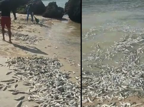 Mistério: centenas de peixes aparecem mortos no Marajó