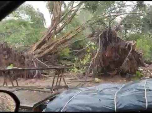 Vídeo: temporal causa destruição e derruba árvores em Belém