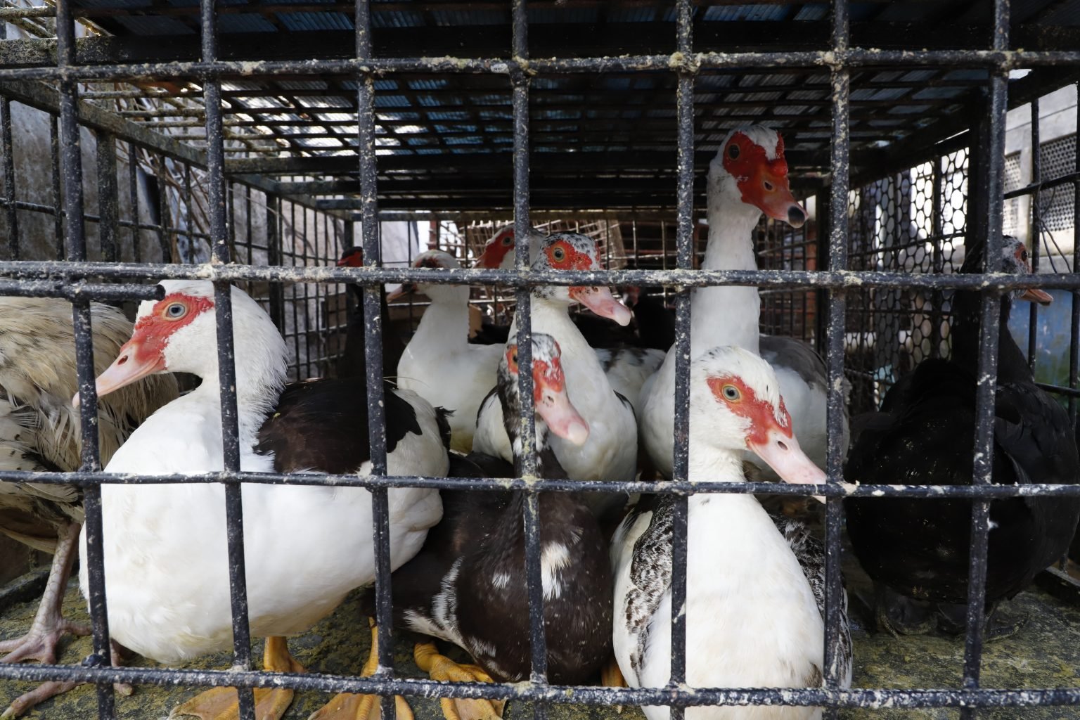 Pato do Círio já chega caro às feiras e frango ganha espaço em Belém