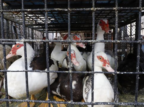 O pato vivo é encontrado no Ver-o-Peso entre R$ 70 e R$ 100. Já o congelado é vendido nos supermercados por R$ 30 o quilo. FOTO: Wagner Santana