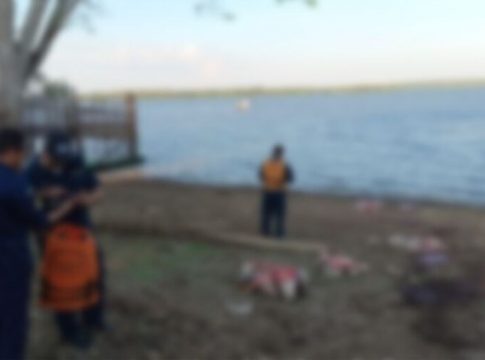 Vídeo: balsa naufraga e bois morrem afogados em Alenquer