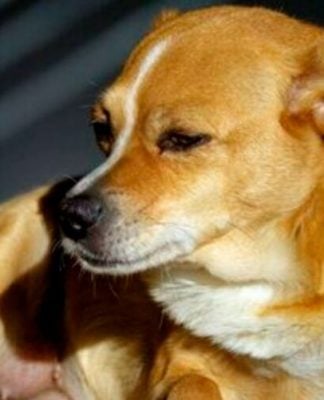 Descubra 10 nomes vibrantes para cachorros elétricos e brincalhões. Dê ao seu pet um nome que combine com sua personalidade ativa! Confira agora.