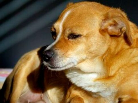 Substância de cerveja contaminada é encontrada em cachorro
