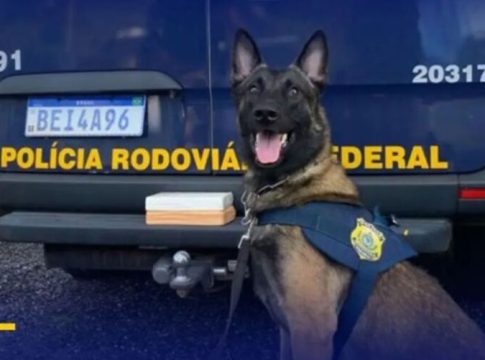 Morre "Barack", o cãozinho farejador da PRF do Pará