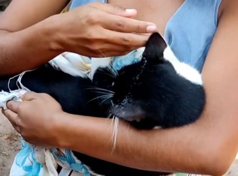 Vídeo: homem é preso após agredir gata prenha no Pará