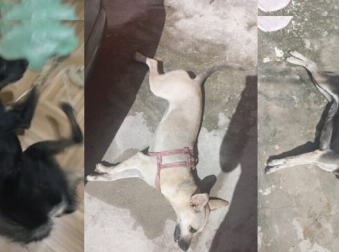 Veneno pode ter causado morte de cães e gatos em Ananindeua