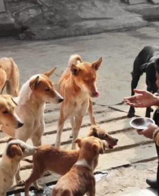 Petiscos contaminados podem ter matado cães em nove Estados