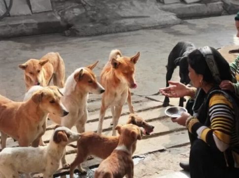 Petiscos contaminados podem ter matado cães em nove Estados
