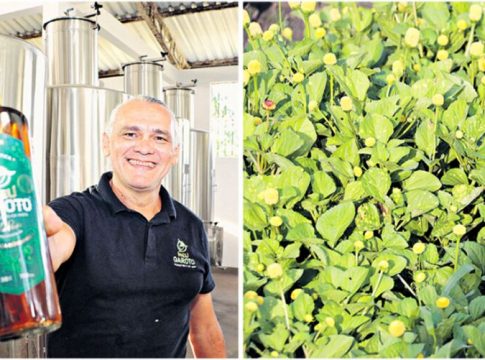 Cachaça e jambu: a receita que deu certo
