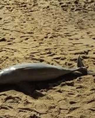 Golfinhos são encontrados mortos no litoral de SP