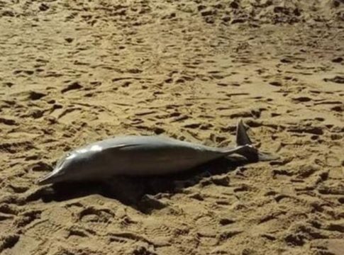 Golfinhos são encontrados mortos no litoral de SP