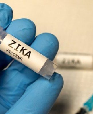 Zika: vacina é positiva em ratos e diminui microcefalia 