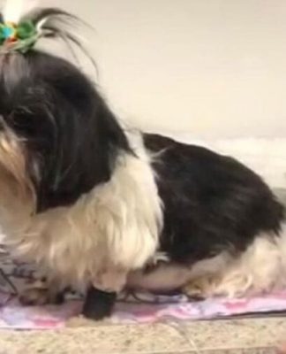 Mais um cachorro morre com suspeita de intoxicação em BH