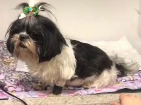 Mais um cachorro morre com suspeita de intoxicação em BH