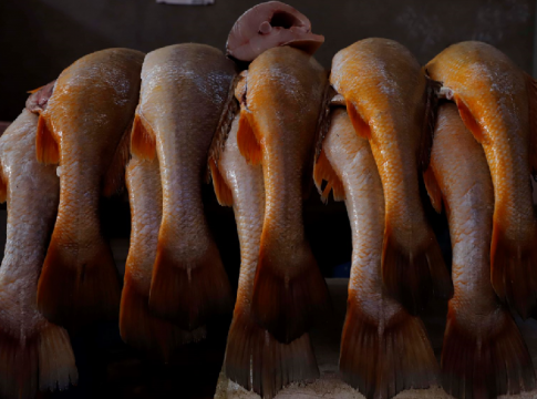 Comer qualquer quantidade de peixe durante a gravidez pode reduzir em cerca de 20% a probabilidade de diagnóstico de transtorno do espectro autista Foto: Wagner Santana