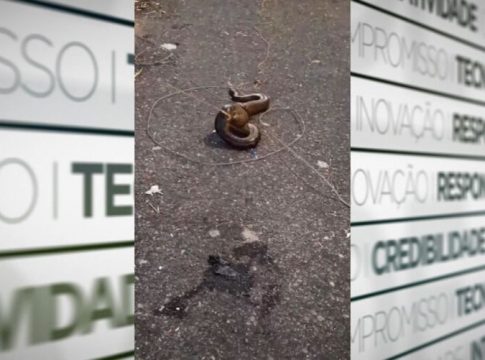 Vídeo: moradores capturam cobra de dentro de canal em Belém