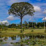 Comemore o Dia da Consciência Negra em Belém e descubra os horários de funcionamento de shoppings, museus e serviços essenciais.