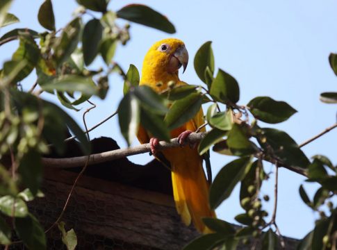 A espécie mede cerca de 35 cm de comprimento e apresenta as cores da bandeira do Brasil. Foto: Bruno Cecim/Ag. Pará