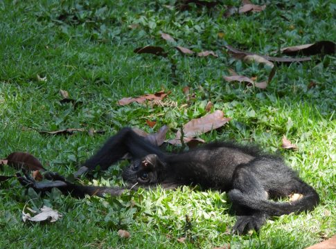 O filhote órfão Tunico, da espécie macaco-aranha-da-cara-preta, toma um sol no novo lar junto com a nova família no BioParque Vale Amazònia. Foto: Nereston de Camargo