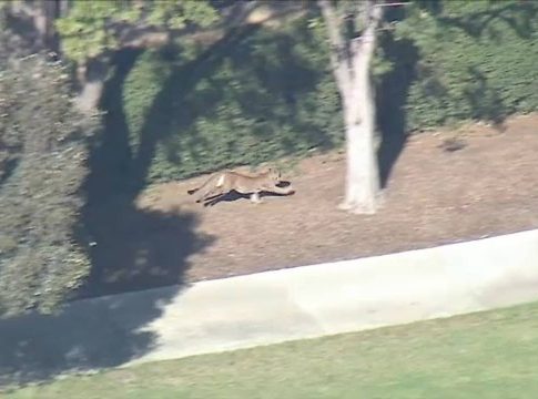 Leão da montanha é capturado ao vagar por Los Angeles e assustar moradores. Foto: Divulgação
