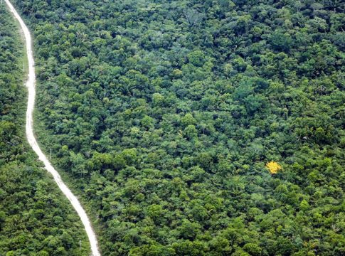 Inscrições abertas para Edital "Cidades Amazônicas II - Floresta Viva em Movimento"