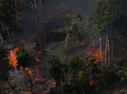 Foto: Araquem Alcåntara/WWF-Brasil