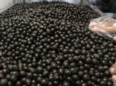 Estudo de pesquisadores brasileiros mostra que, nos próximos 30 anos, áreas climaticamente adequadas ao extrativismo na região amazônica devem reduzir até 91%, afetando o processo de produção da bioeconomia local