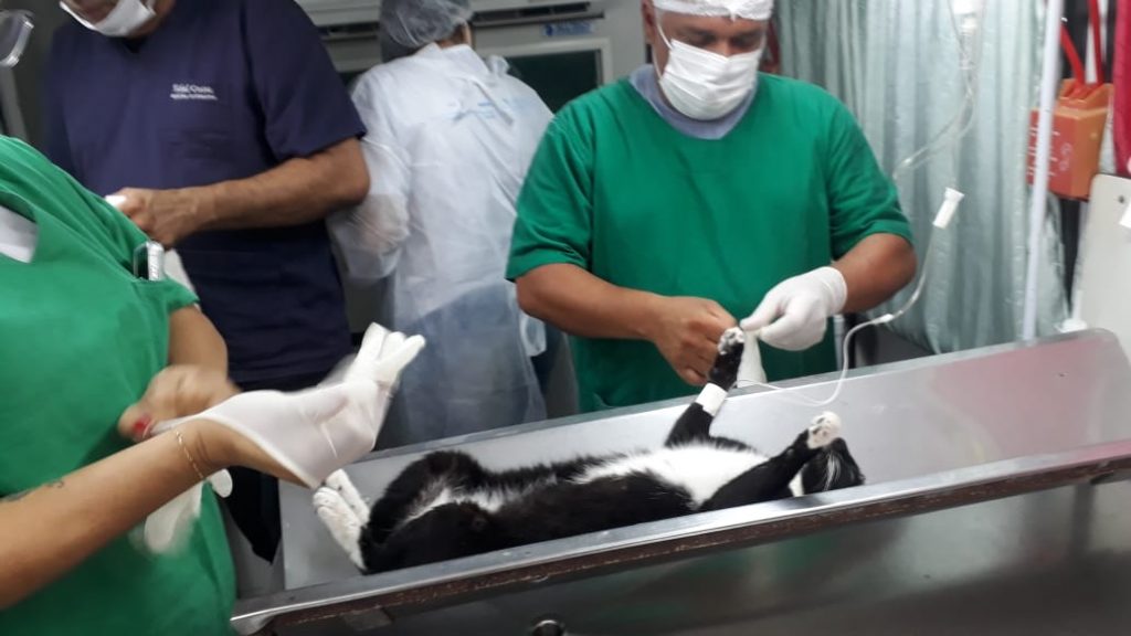 Castração de cães e gatos continua na Escola Bosque, na ilha de Outeiro, também neste domingo, 6. Foto: Augusto Pacheco