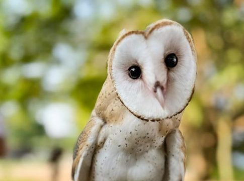 A coruja Suindara (Tyto furcata), carinhosamente batizada como Gal, também chegou ao Mangal das Garças por meio do BPA. Foto: Divulgação
