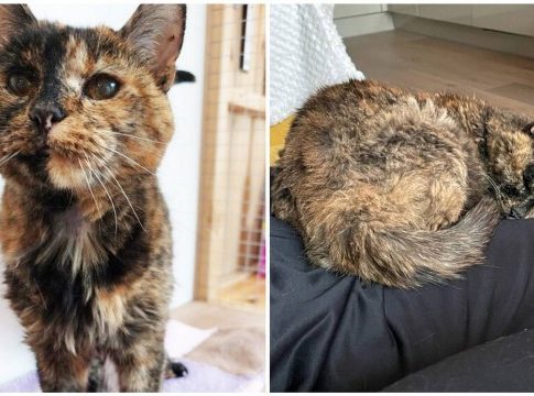Gata mais velha do mundo vai fazer 27 anos e vive no Reino Unido. Foto: Divulgação/Guinness World Records