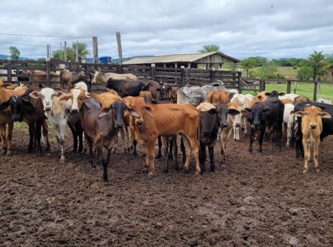 A campanha foi prorrogada a nível nacional oportunizando ao produtor rural comprar e vacinar até o dia 19 de dezembro. Foto: Divulgação