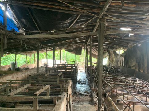 As ações sanitárias ocorreram em um estabelecimento de abate de aves no município de Benevides e no abatedouro de suínos localizado no município de Marituba. Foto: Divulgação