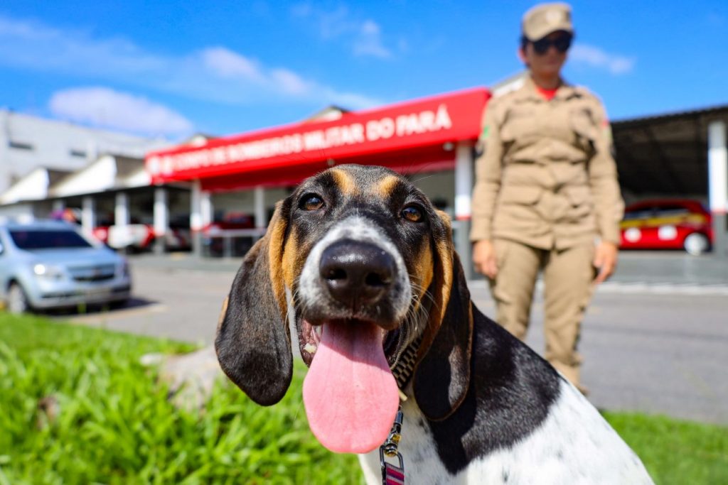 Raya chega ao Pará e será o primeiro cão de buscas do Corpo de Bombeiros Militar do Estado. Foto: Bruno Cecim/Ag. Pará Raya chega ao Pará e será o primeiro cão de buscas do Corpo de Bombeiros Militar do Estado. Foto: Bruno Cecim/Ag. Pará