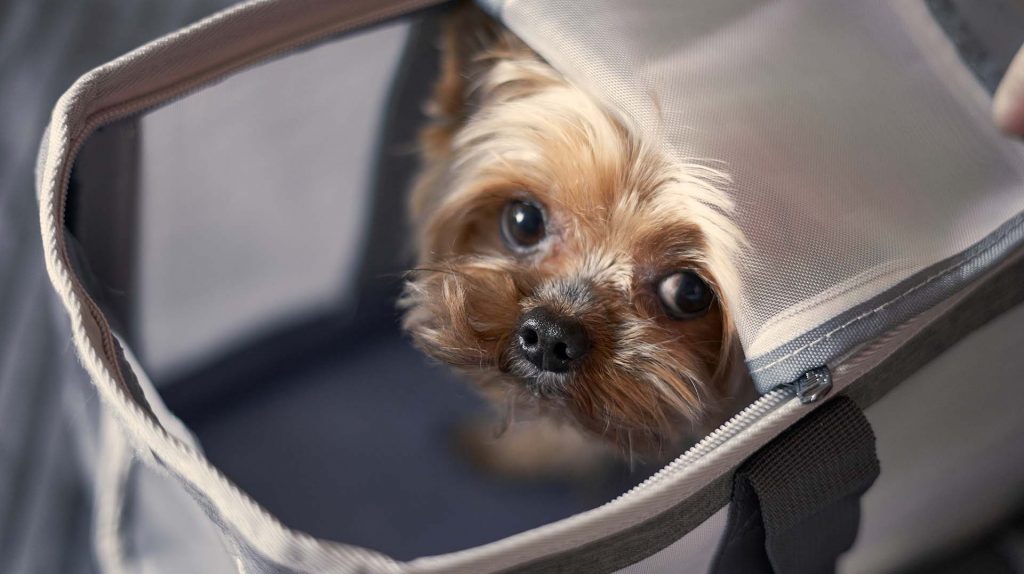 Os Animais de Apoio Emocional auxiliam no tratamento, bem-estar emocional e dão qualidade de vida a quem precisa desse suporte. Foto: Divulgação