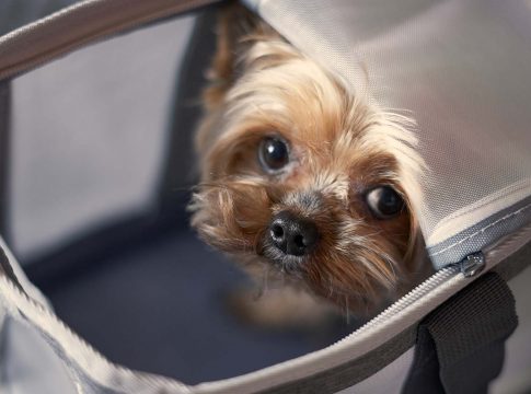 Os Animais de Apoio Emocional auxiliam no tratamento, bem-estar emocional e dão qualidade de vida a quem precisa desse suporte. Foto: Divulgação