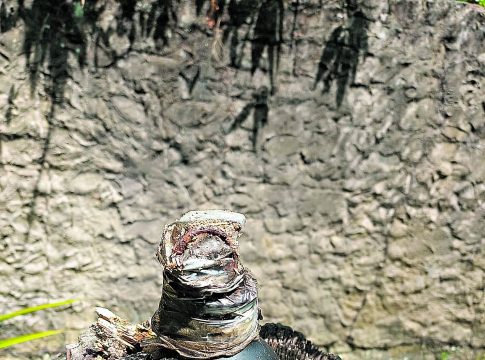A polícia desarmou o explosivo e procura agora saber de quem era o artefato. Foto: Divulgação