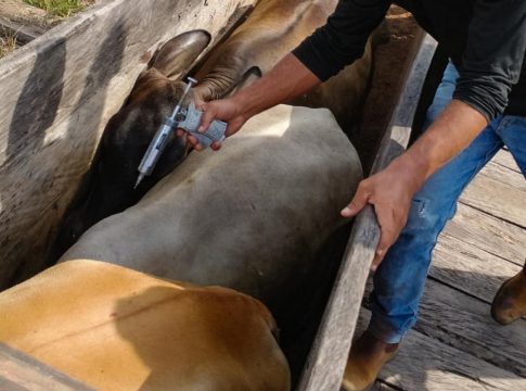 Imunização de rebanhos de bubalinos e bovinos entra na fase final. Notificações à Adepará podem ser feitas até o dia 24 de dezembro. Foto: Agência Pará