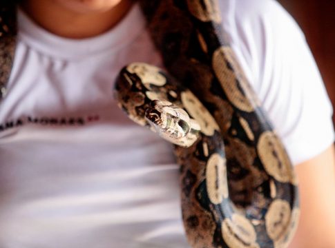 Polícia Ambiental orienta cuidados com cobras em áreas urbanas e reforça o resgate adequado. Foto: Agência Pará